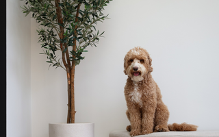 Kunstplanten en dieren.