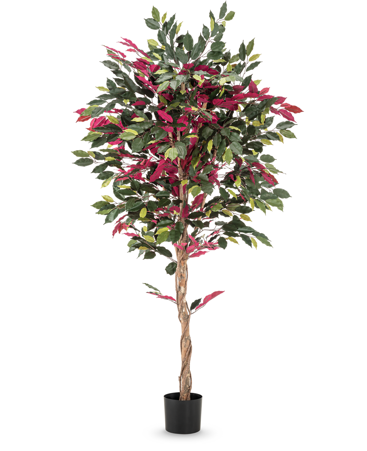 Een brandvertragende kunstplant Ficus groen/rood van 180 cm, met een gedraaide stam en groene-rode bladeren in een zwarte pot, staat tegen een egale witte achtergrond.