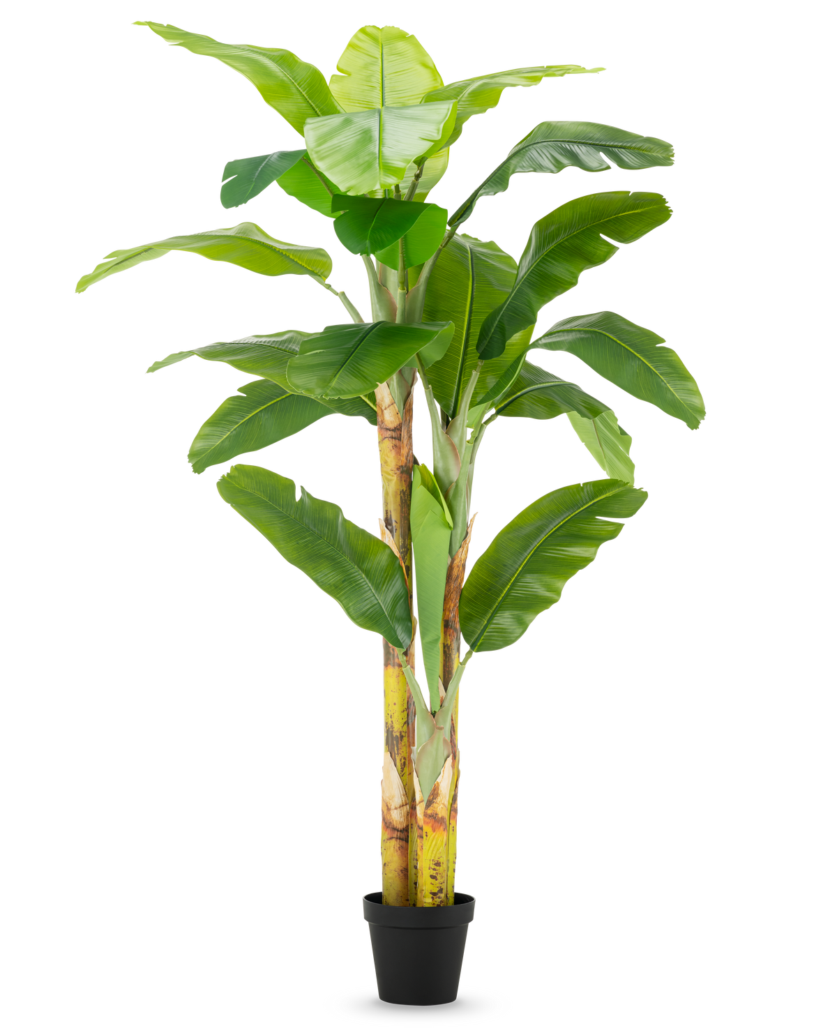 De Kunstplant Bananenboom 230 cm heeft hoge, stevige stelen met brede groene bladeren, in een eenvoudige zwarte pot tegen een witte achtergrond.