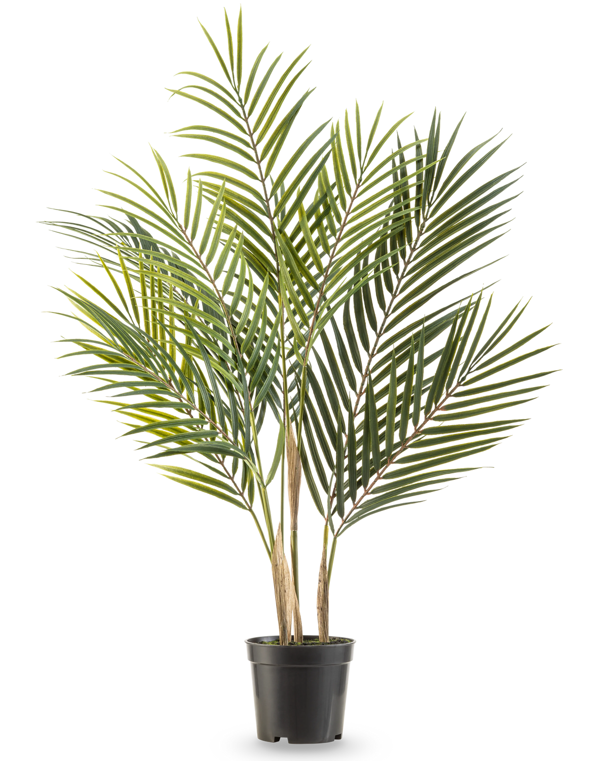 De Kunstpalm Chamaedorea 71 cm heeft lange, slanke groene bladeren en meerdere stammen, waardoor het lijkt alsof het een hoge palm in pot is tegen een witte achtergrond.