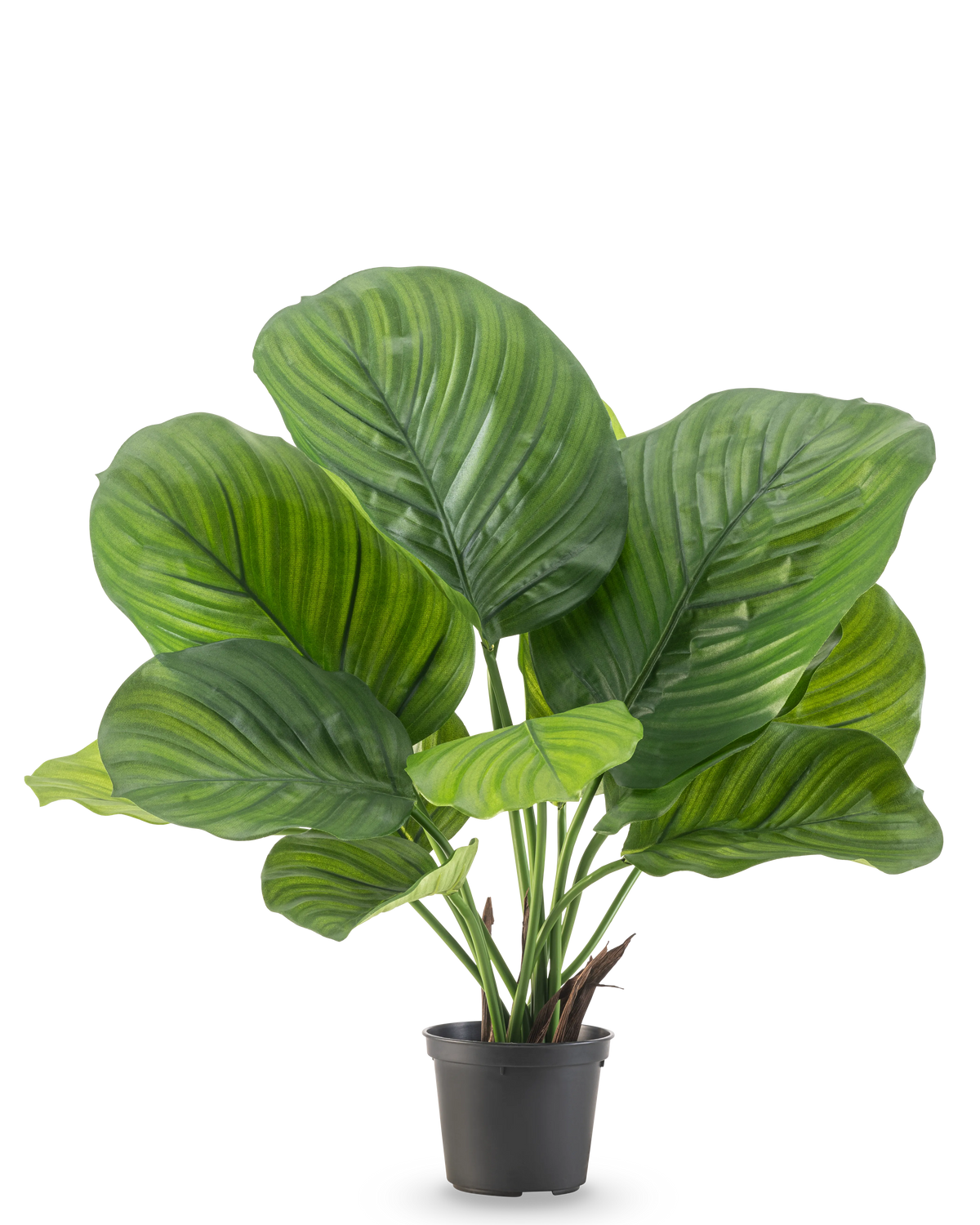 De Kunstplant Calathea 46 cm is een potplant met grote, brede groene bladeren die opvallende licht- en donkergroene strepen vertonen, afgebeeld tegen een effen witte achtergrond.