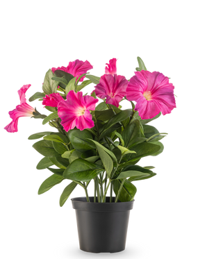 Een Kunstbloem Petunia plant UV 25 cm in donkerroze, met brede groene bladeren en levendige bloemen in een zwarte plastic pot, tegen een effen witte achtergrond.