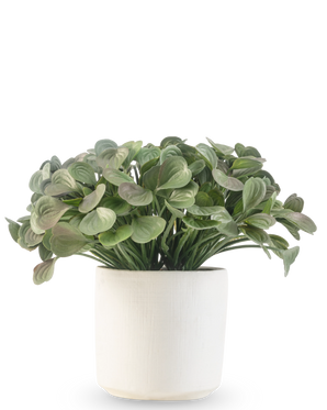 Een Kunst vetplant van 22 cm met ronde bladeren staat in een eenvoudige witte sierpot tegen een witte achtergrond.