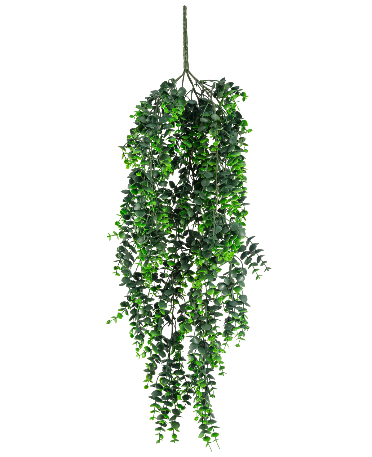 De Kunst hangplant Eucalyptus UV 80 cm heeft dichte, trapsgewijze groene bladeren en een zichtbare steel aan de bovenkant, tegen een effen witte achtergrond.