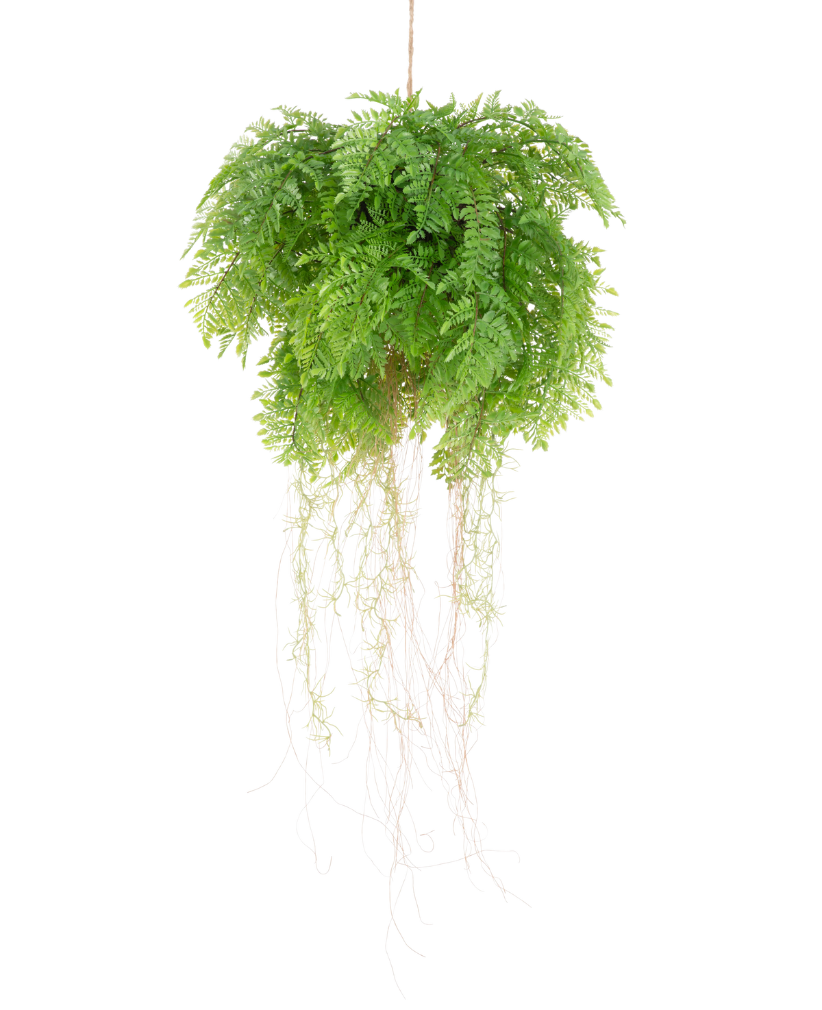 De Kunst hangplant Varen met wortels d55 cm met hangsysteem heeft weelderige groene bladeren en delicate ranken, die levensechte natuurlijke schoonheid toevoegen aan je ruimte. Hij kan gemakkelijk worden opgehangen en verfraait elke inrichting met realistische charme.