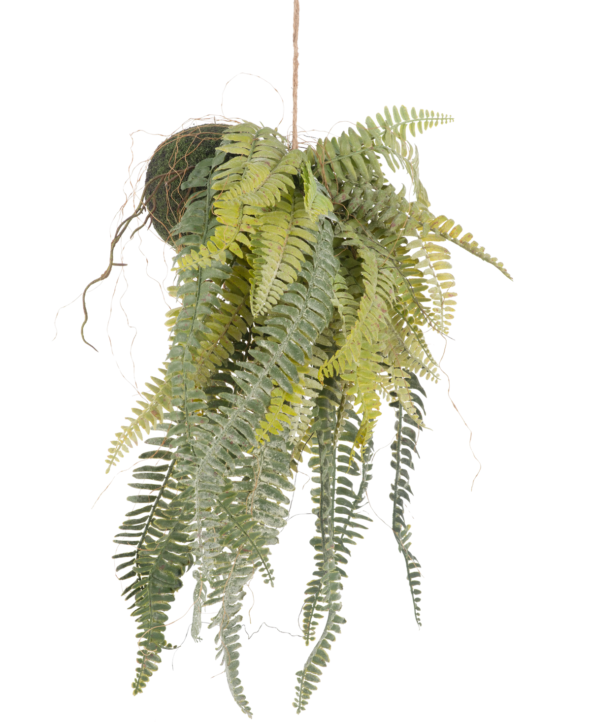 De Kunst hangplant Frosted Varen op bal 97 cm heeft sierlijke, lange groene bladeren die uit een met mos bedekte bol aan een dun touw hangen. Een stijlvolle, onderhoudsvrije kamerplant die perfect past in elk interieur.