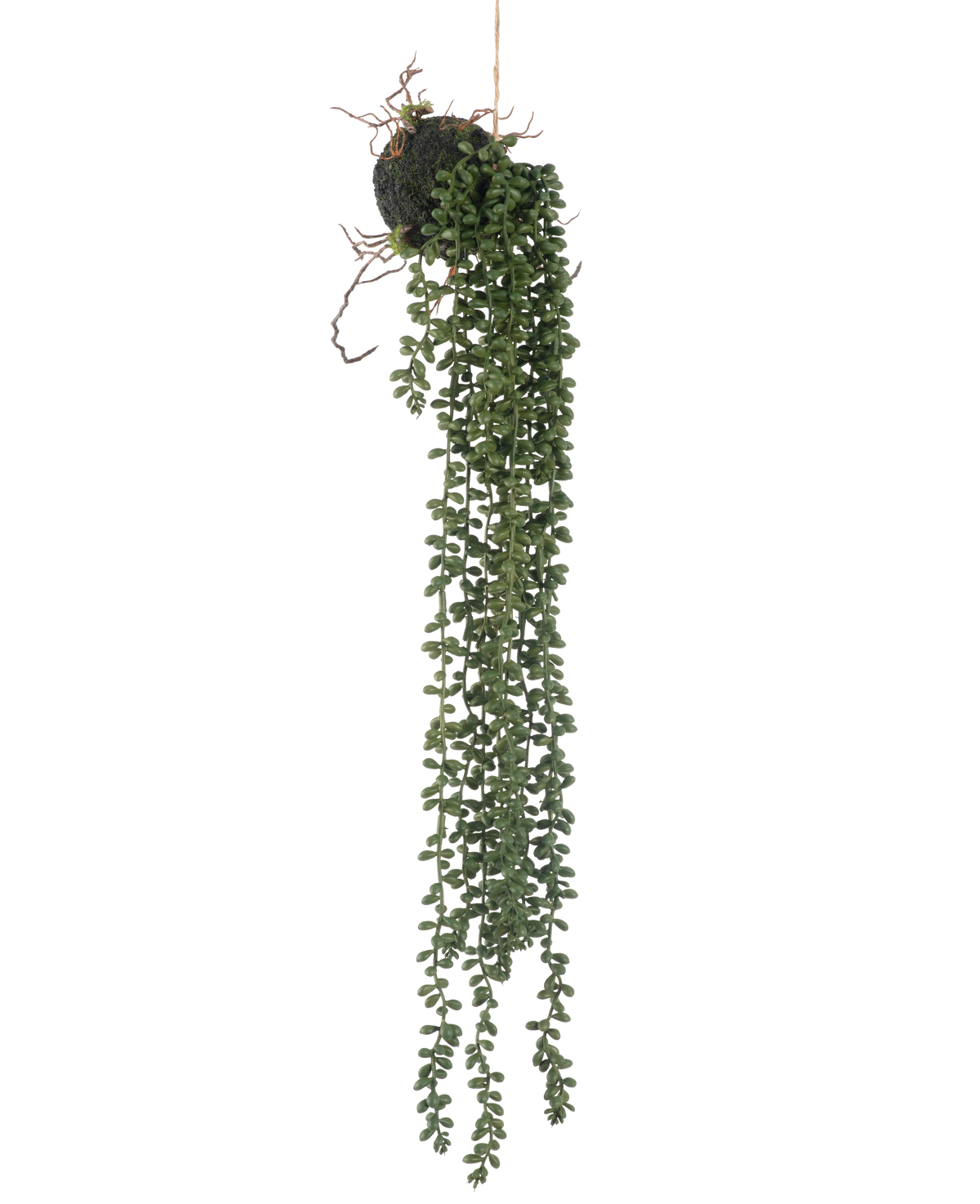 De Kunst hangplant Senecio bal 58 cm heeft lange, slingerende groene ranken met kleine ronde bladeren die aan een mosbal hangen, tegen een witte achtergrond.
