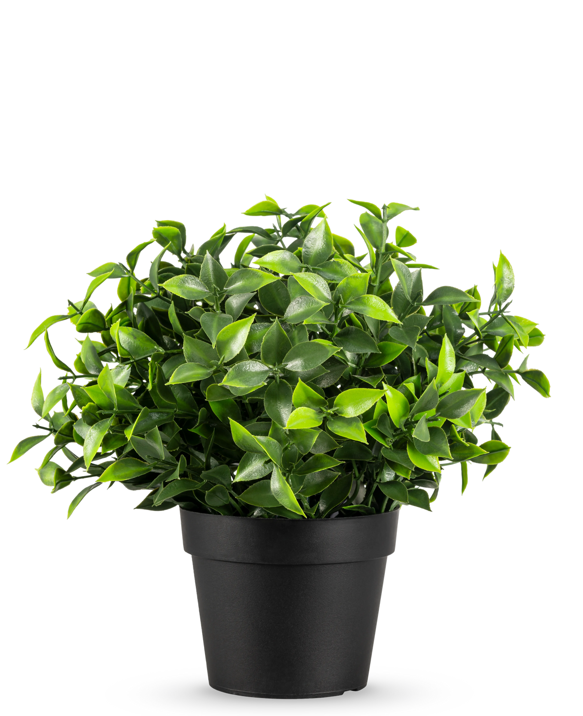 De Kunstplant Photonia in pot UV 22 cm heeft kleine, puntige groene bladeren in een eenvoudige zwarte pot, tegen een effen witte achtergrond.