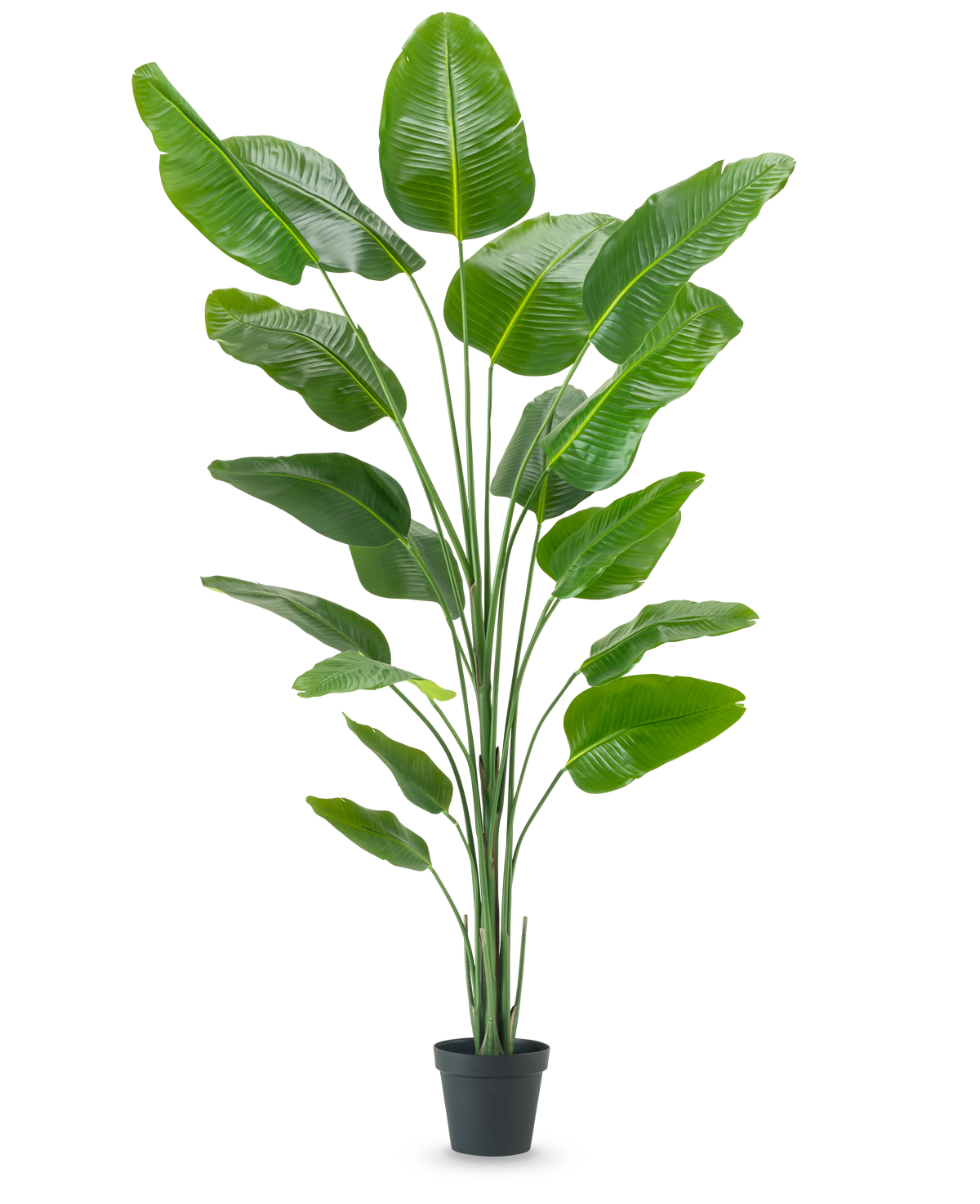 De Kunstplant Strelitzia 240 cm real touch heeft grote, glanzende groene bladeren in een zwarte pot, tegen een effen witte achtergrond.