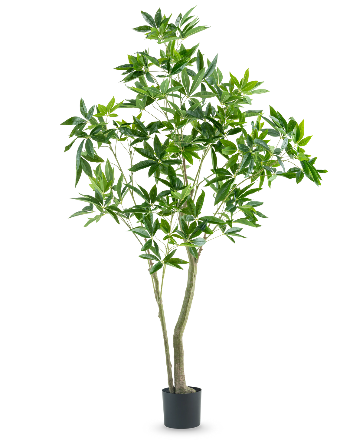 De Kunstplant Pachira 180 cm heeft slanke stammen en overvloedige groene bladeren, gepresenteerd in een hoge pot tegen een effen witte achtergrond.