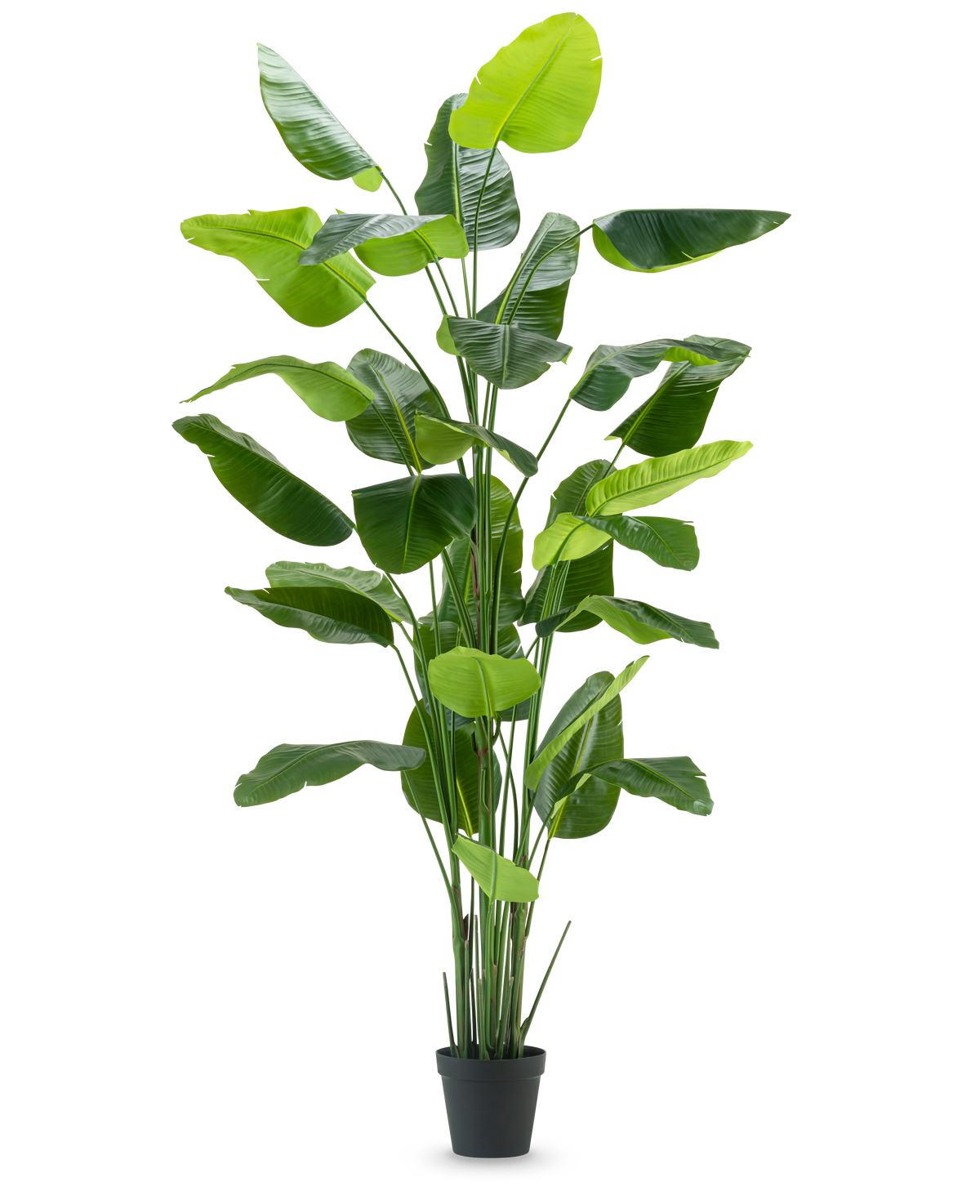De Kunstplant Strelitzia Real Touch Deluxe 300 cm is een hoge kunstplant met lange, brede groene bladeren in een zwarte pot, afgebeeld tegen een effen witte achtergrond.