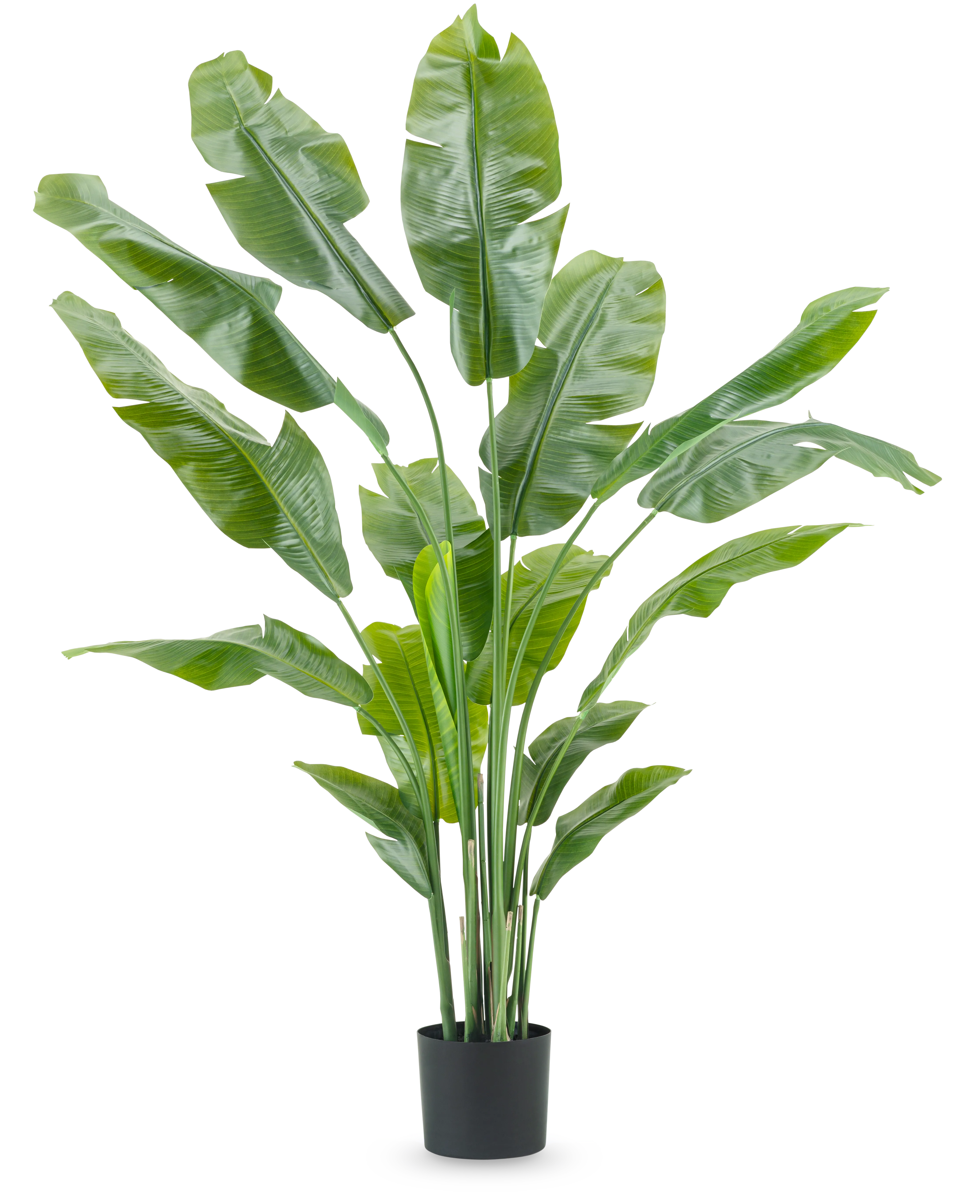 strelitzia nicolai 180 Kunstplant Strelitzia Nicolai 180 cm