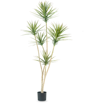 De Kunstplant Dracaena Fragnans 180 cm is een hoge kunstplant met meerdere lange, slanke stengels en trossen stekelige groene bladeren tegen een effen witte achtergrond.