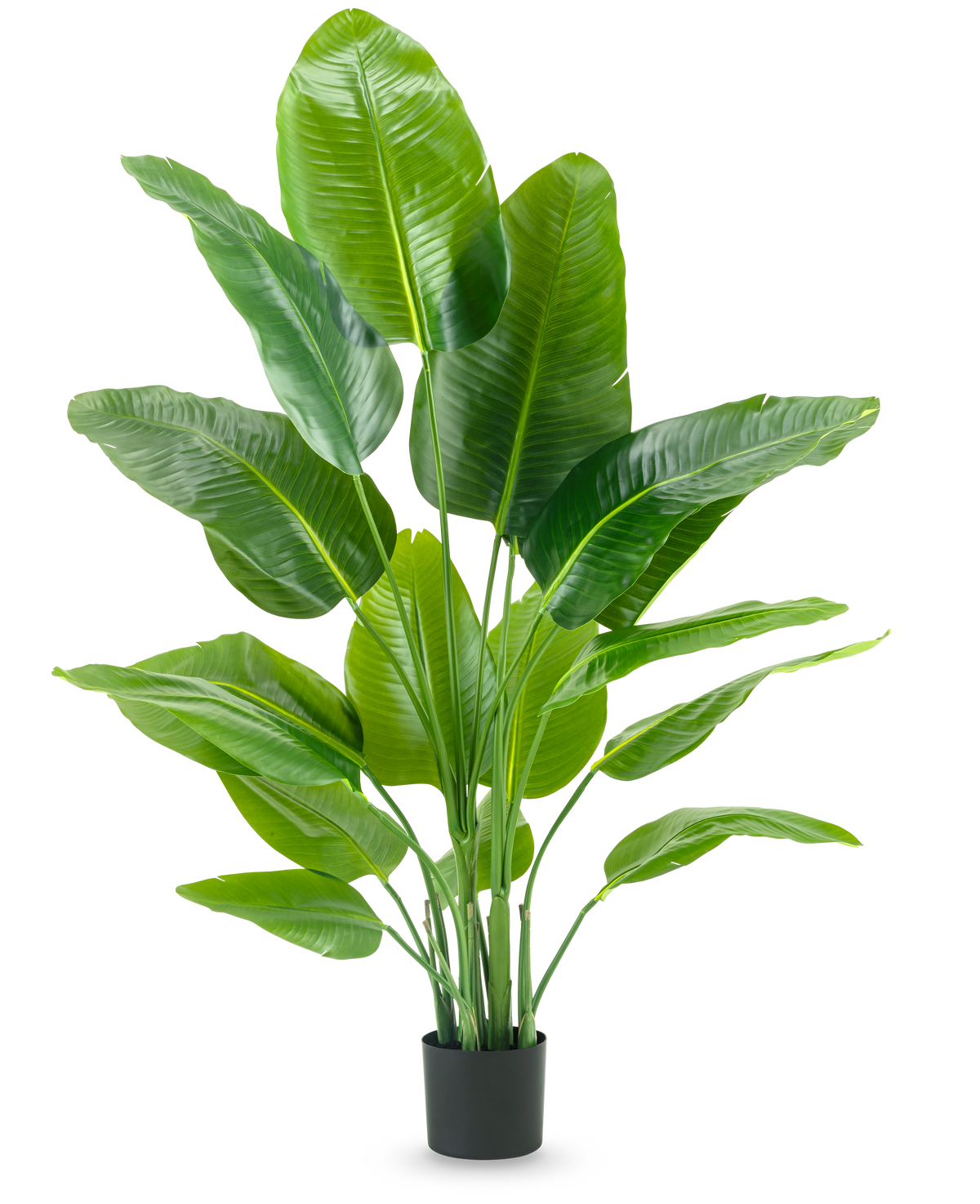 De Kunstplant Strelitzia Real Touch Deluxe 150 cm heeft hoge stelen met grote, glanzend groene bladeren, in een eenvoudige zwarte pot tegen een effen witte achtergrond.
