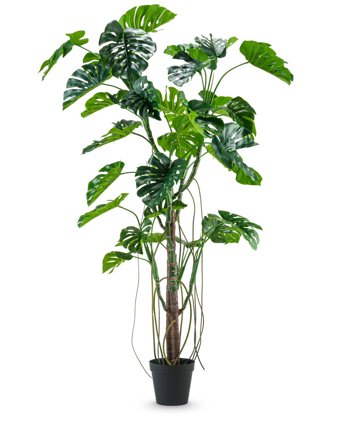 De Kunstplant Monstera 240 cm is een hoge kunstplant met meerdere groene, gespleten bladeren en lange ranken in een zwarte pot, geplaatst tegen een effen witte achtergrond.
