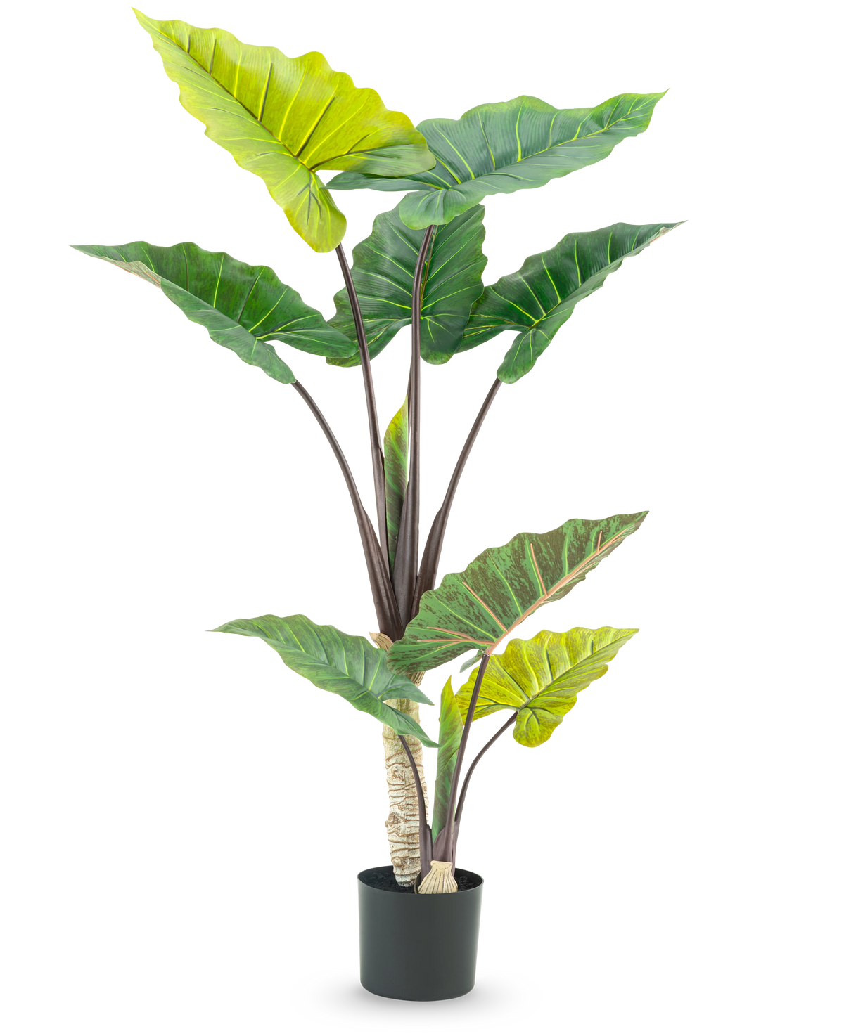 De Kunstplant Calocasia 150 cm heeft grote, brede groene bladeren en stevige bruine stelen in een hoog potontwerp, tegen een witte achtergrond.