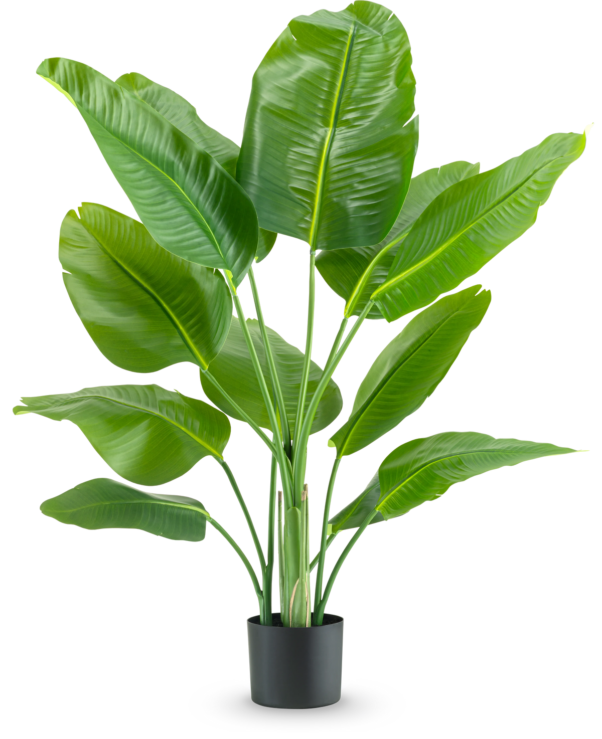 De Kunstplant Strelitzia Real Touch Deluxe 120 cm heeft brede, glanzend groene bladeren op lange stelen, in een eenvoudige zwarte pot en tegen een effen witte achtergrond.
