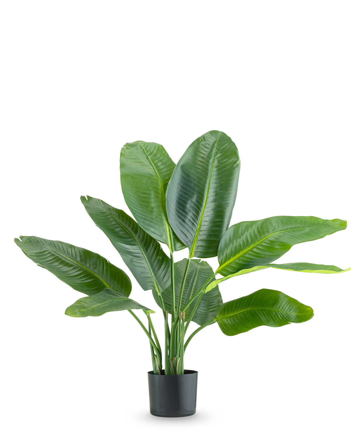 De Kunstplant Strelitzia Real Touch Deluxe 90 cm is een hoge potplant met grote, glanzend groene bladeren, afgebeeld tegen een effen witte achtergrond.
