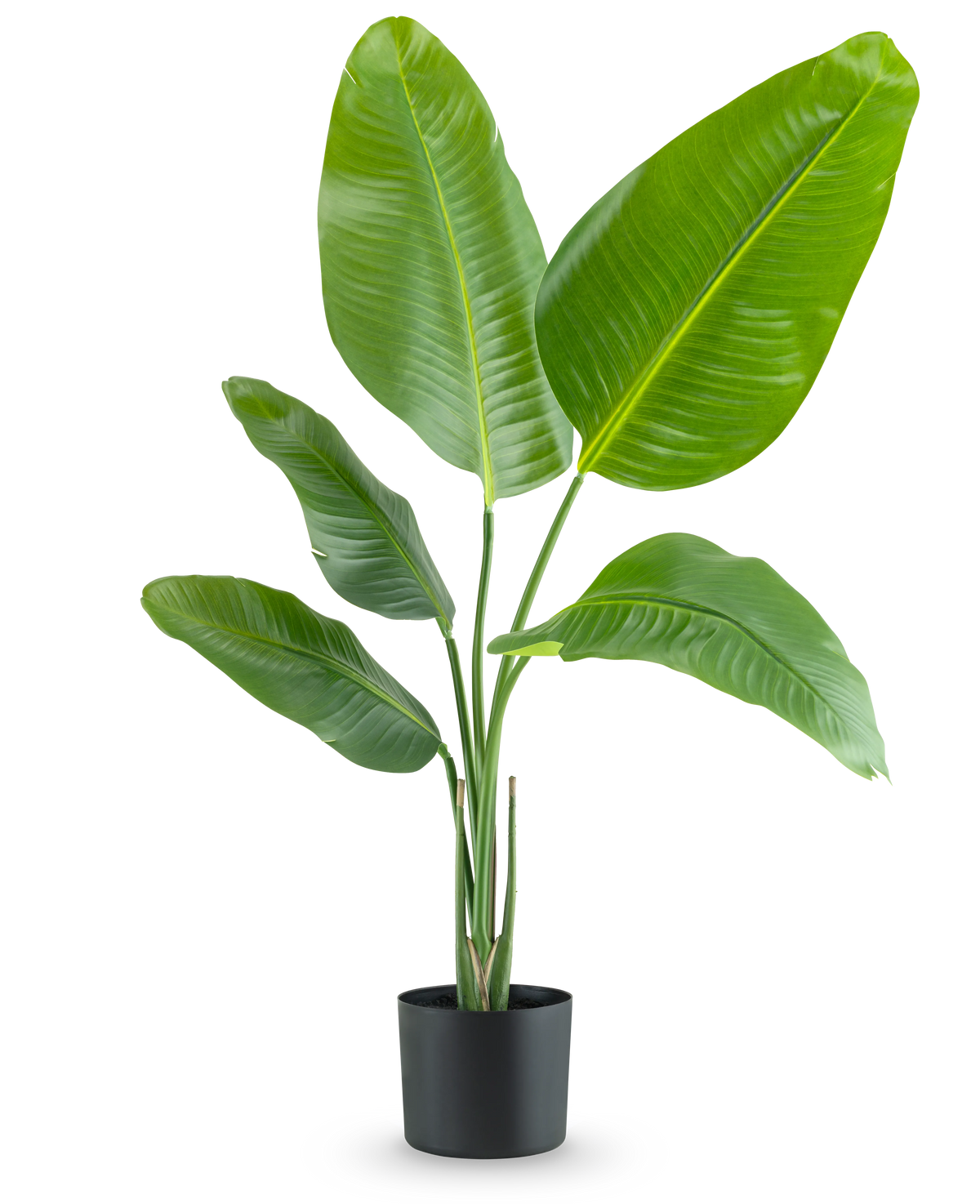 De Kunstplant Strelitzia 90 cm real touch heeft brede, glanzend groene bladeren en wordt geleverd in een eenvoudige zwarte pot, tegen een effen witte achtergrond.