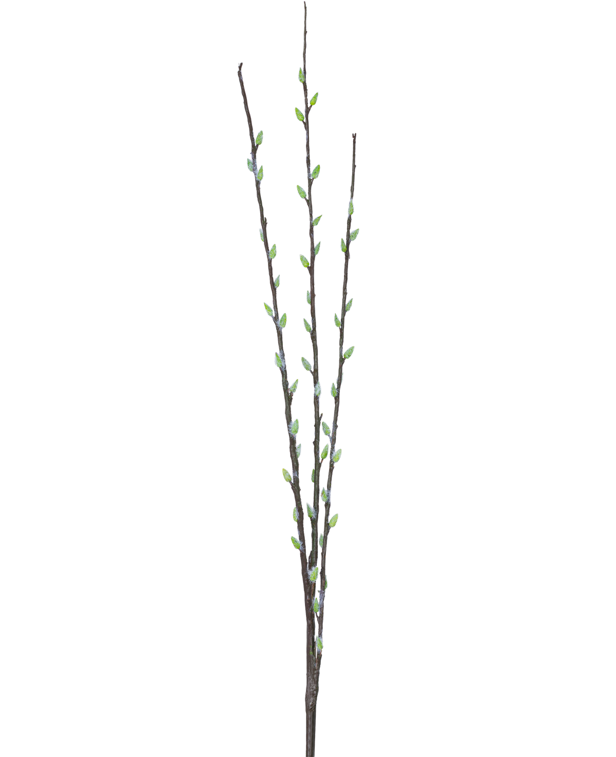 De Kunstbloem Salix wilg 70 cm heeft drie slanke bruine takken met kleine groene knoppen en lichtgrijze, pluizige katjes, gerangschikt langs de stengels tegen een effen witte achtergrond.