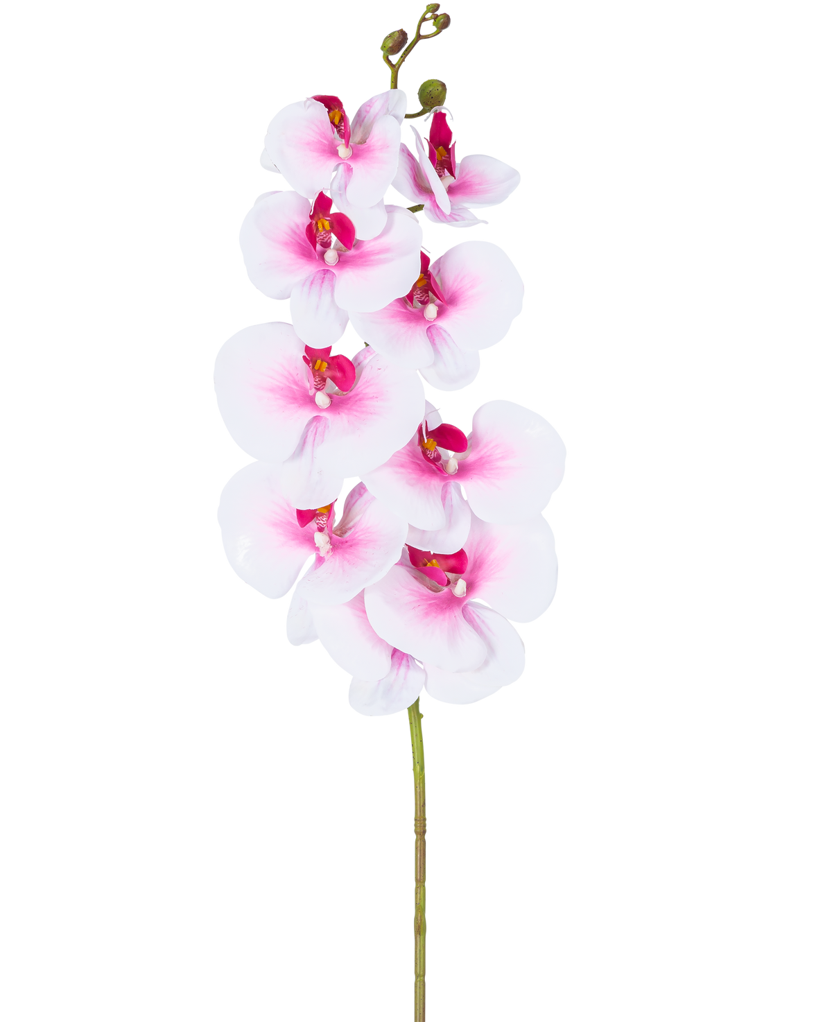 De Kunst Orchidee Real Touch Deluxe 105 cm roze/wit heeft een enkele roze kunst phalaenopsis steel met witte accenten, realistische zijden bloemen en knoppen, allemaal elegant weergegeven op een witte achtergrond.