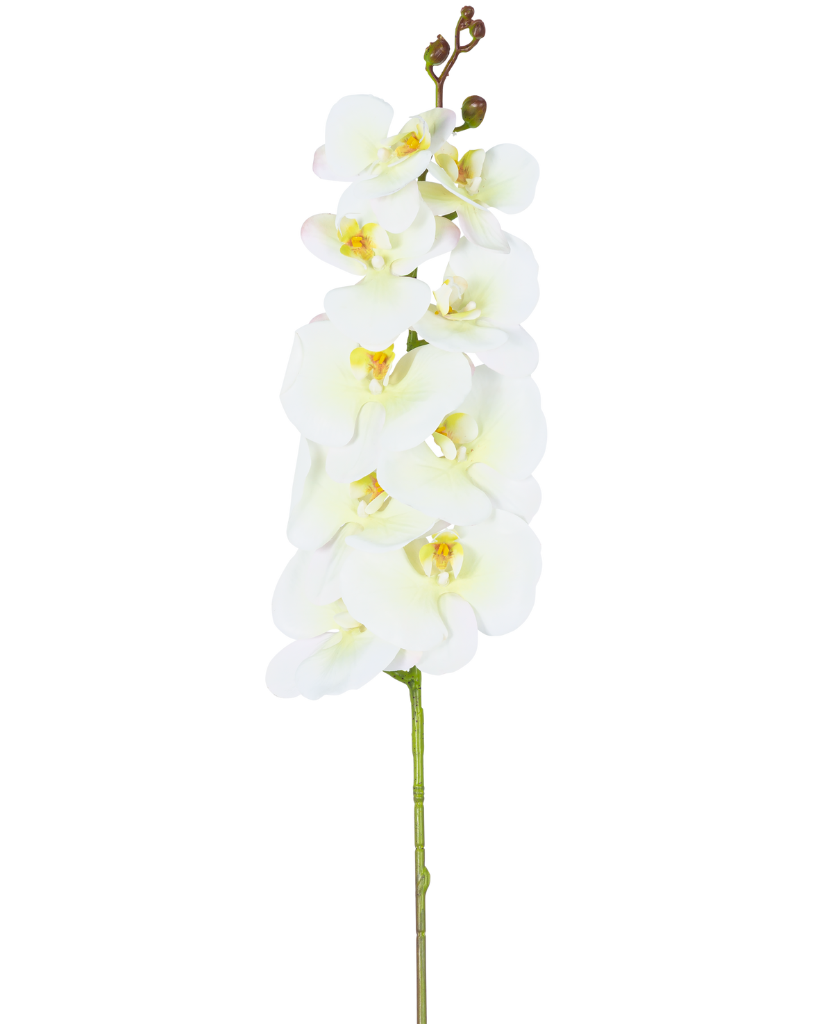 Een enkele staal van de Kunst Orchidee Real Touch Deluxe 105 cm wit/geel met meerdere bloemen en knoppen, prachtig weergegeven tegen een effen witte achtergrond.