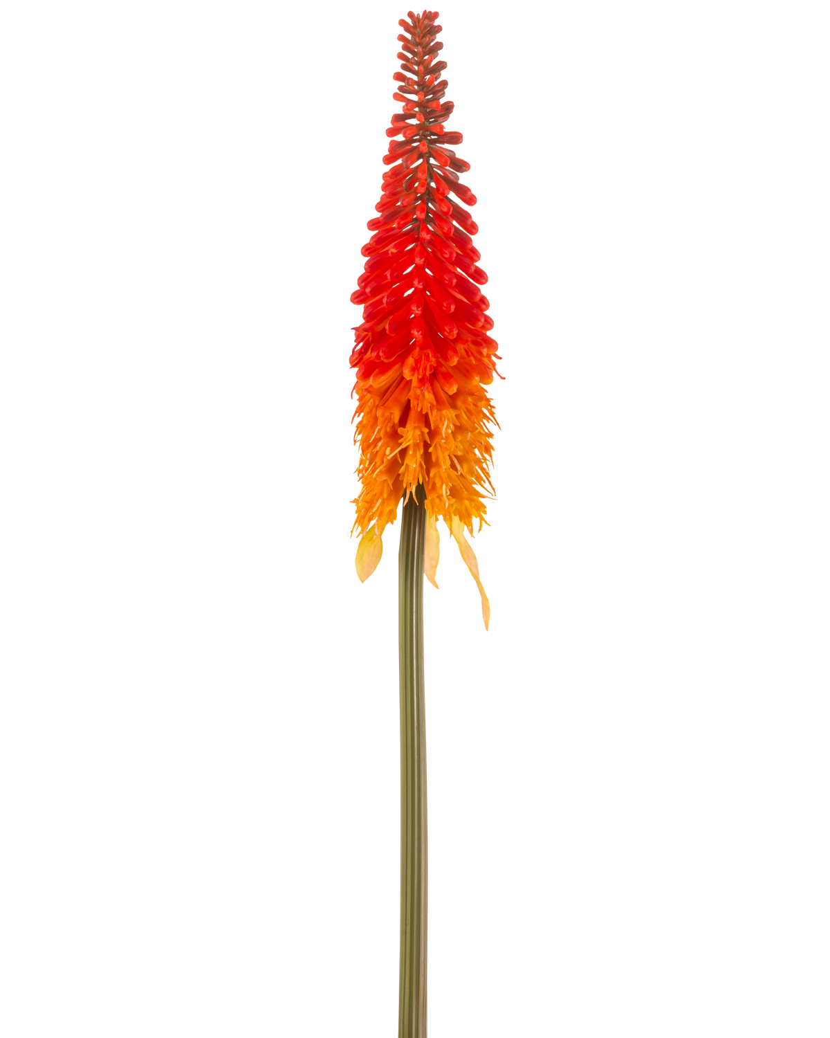 De Kunstbloem Fakkellelie 80 cm oranje heeft een hoge kunstbloem met een lange groene steel en een kegelvormige tros oranje bloemblaadjes, tegen een effen witte achtergrond.