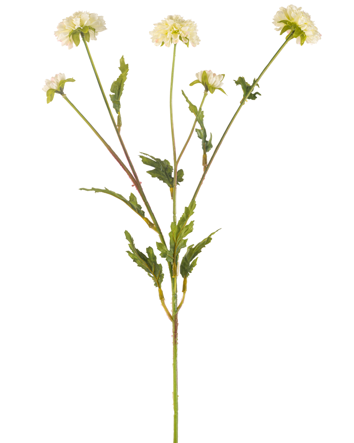 De Kunstbloem Pompon chrysant 69 cm crème/roze heeft een groene stengel die zich vertakt in vijf kleinere stengels, elk bekroond met een ronde crème-roze bloem en omringd door gekartelde groene bladeren, alles tegen een effen witte achtergrond.