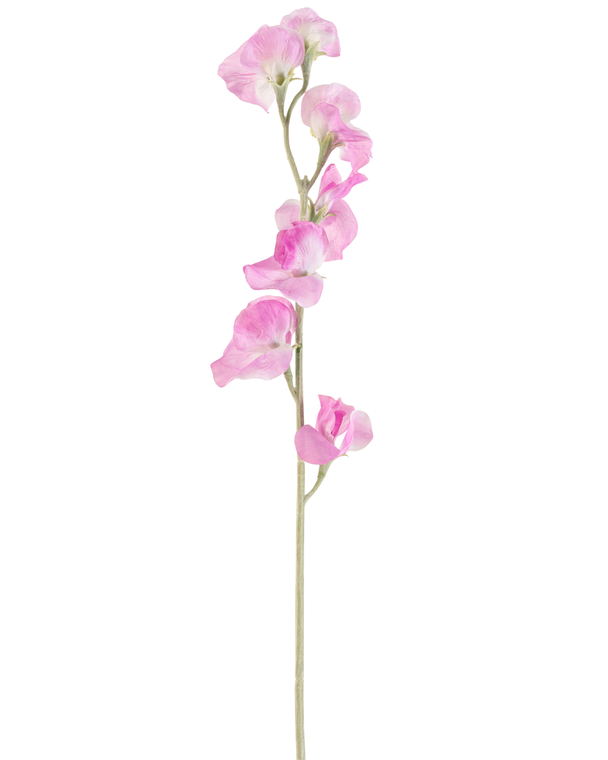 Een enkele Kunstbloem Erwt 64 cm roze heeft delicate, ruche roze bloemblaadjes en een lichtgroene steel, tegen een effen witte achtergrond.