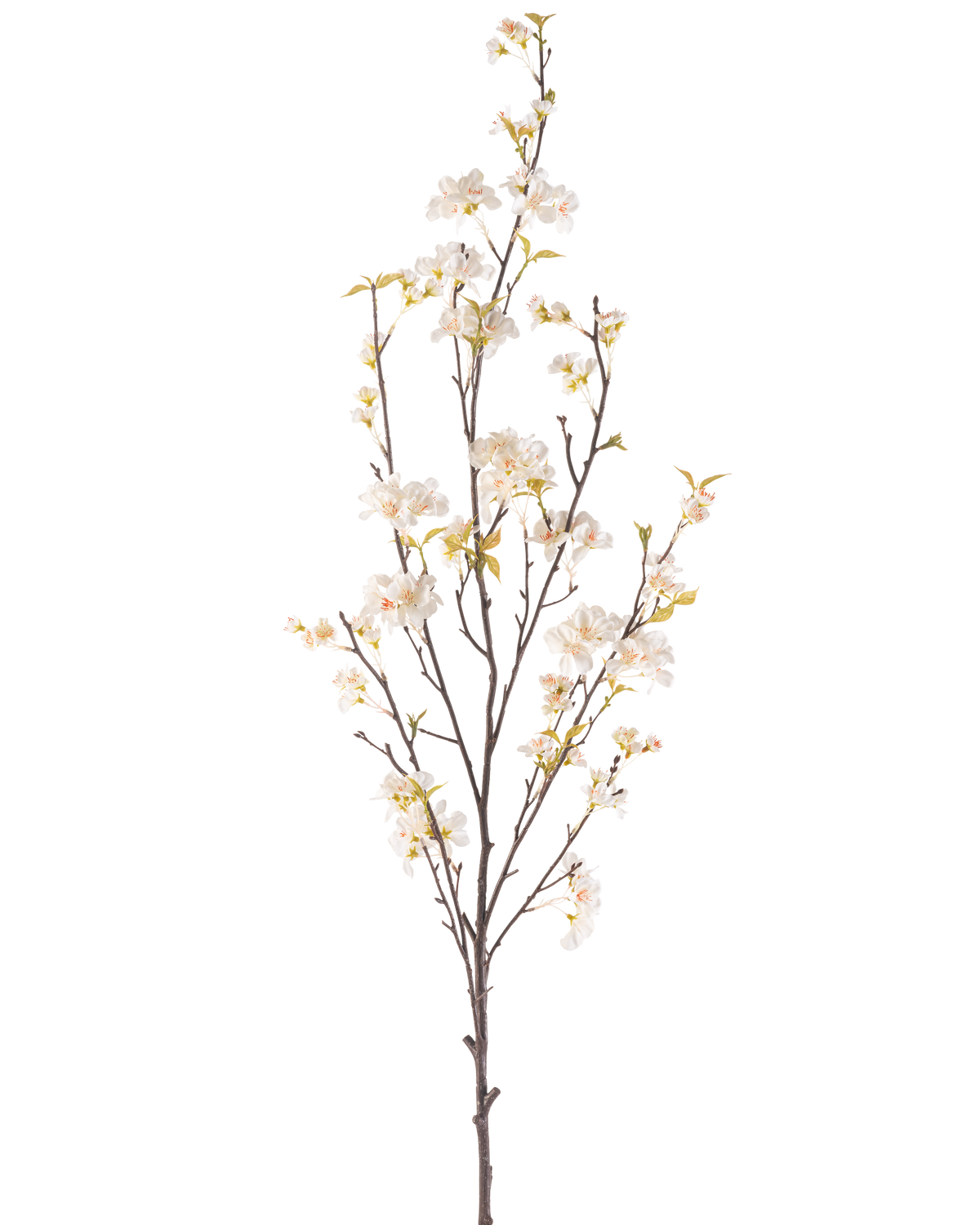 De Kunstbloem Kersenbloesem 150 cm crème heeft een hoge tak met verschillende dunne stelen, kleine witte kersenbloesem bloemen en verspreide groene bladeren, allemaal tegen een effen witte achtergrond.