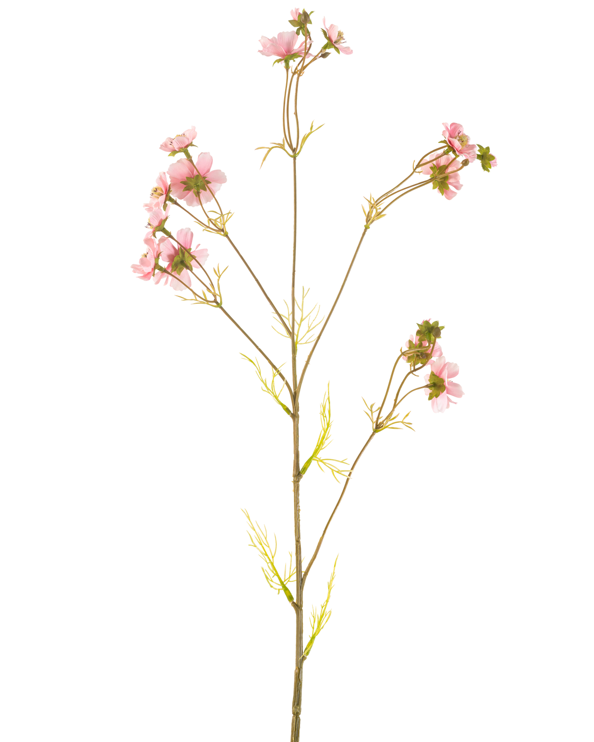 Een Kunstbloem Cosmos 95 cm roze heeft een enkele hoge steel met meerdere dunne takken, elk versierd met trossen tere roze bloemen en lichtgroene bladeren, tegen een effen witte achtergrond.