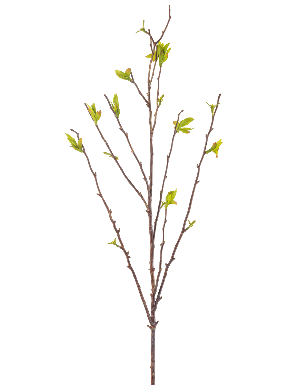 De Kunstbloem Winterzoet 81 cm groen is een kunsttak met dunne bruine stengels en kleine groene blaadjes tegen een witte achtergrond.