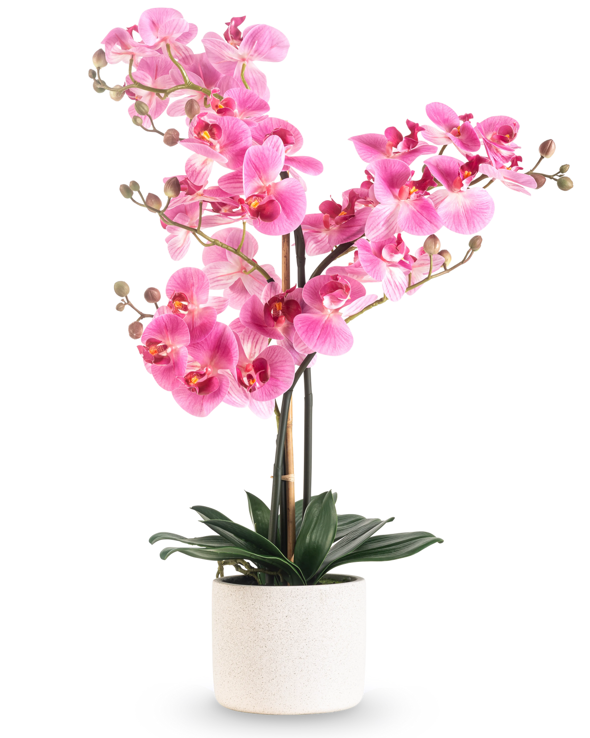 De Kunst Orchidee Real Touch 68 cm roze heeft een levendige roze orchidee met meerdere stelen en groene bladeren in een witte pot van keramiek, tegen een effen witte achtergrond.