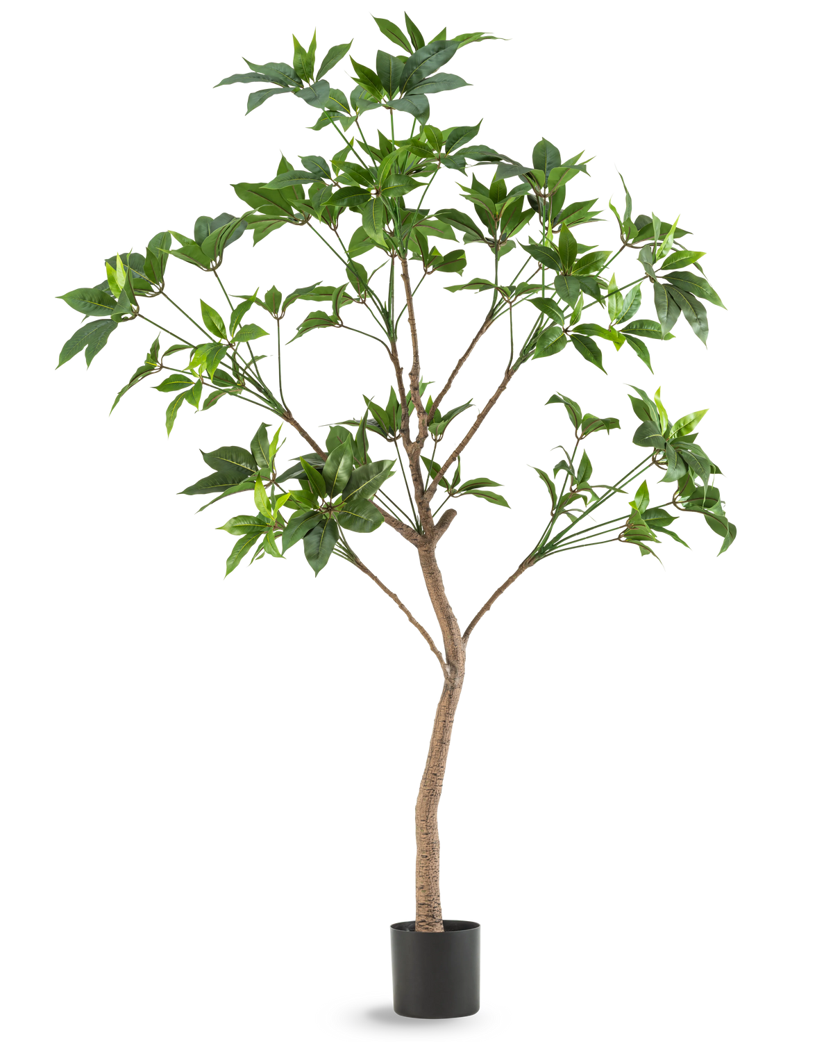 De Kunstplant Schefflera 180 cm is een hoge kunstboom met groene bladeren en een slanke bruine stam in een zwarte pot, afgebeeld tegen een effen witte achtergrond.