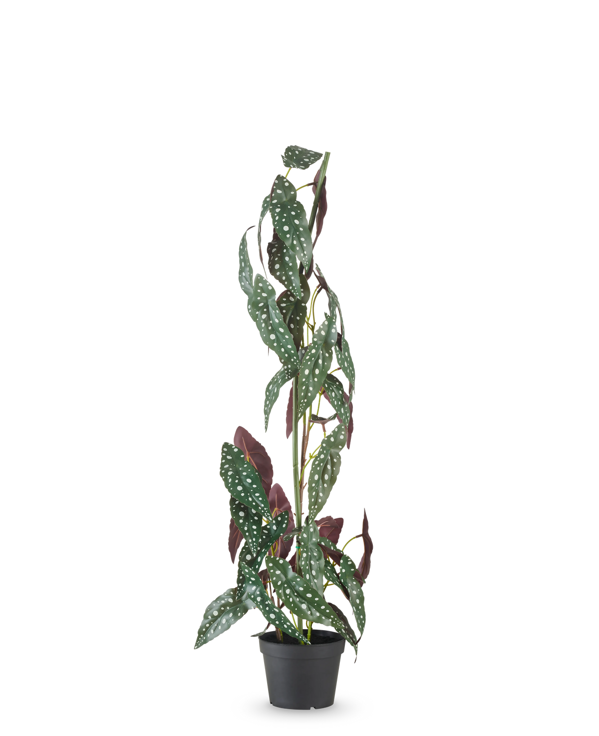 De Kunstplant Begonia Maculata 90 cm groen/rood heeft hoge, rechtopstaande stelen en groene bladeren met witte stippen en roodpaarse onderkant, tegen een effen witte achtergrond.