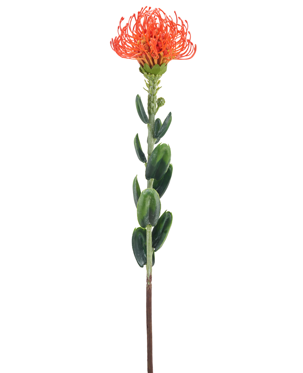 Een enkele Kunstbloem Mini Protea 61 cm oranje met een piekerige oranje bloem en groene bladeren tegen een effen witte achtergrond.