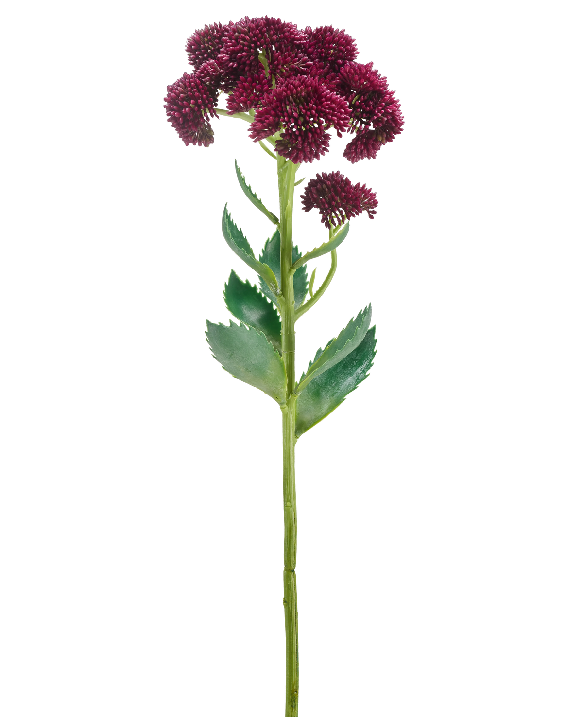 Een enkele Kunstbloem Sedum 57 cm paars heeft een lange groene stengel met trosjes kleine donkerpaarse bloemen en groene bladeren, geïsoleerd op een witte achtergrond.