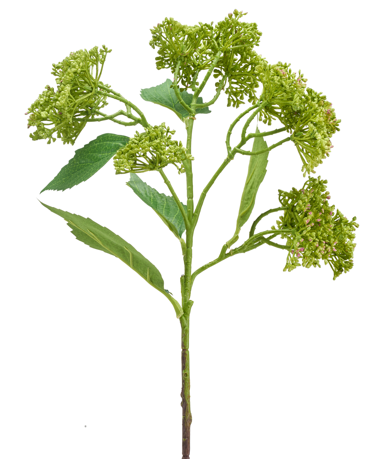 Een Kunstbloem Hortensia 56 cm groen/rood met een groene stengel met trosjes compacte groene knoppen en langwerpige bladeren, afgebeeld tegen een witte achtergrond.