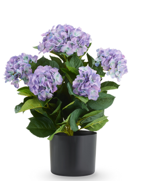 Kunsthortensia UV 50 cm paars/blauw, een UV-bestendige kunsthortensia met paarse en blauwe bloemtrossen in een zwarte pot.