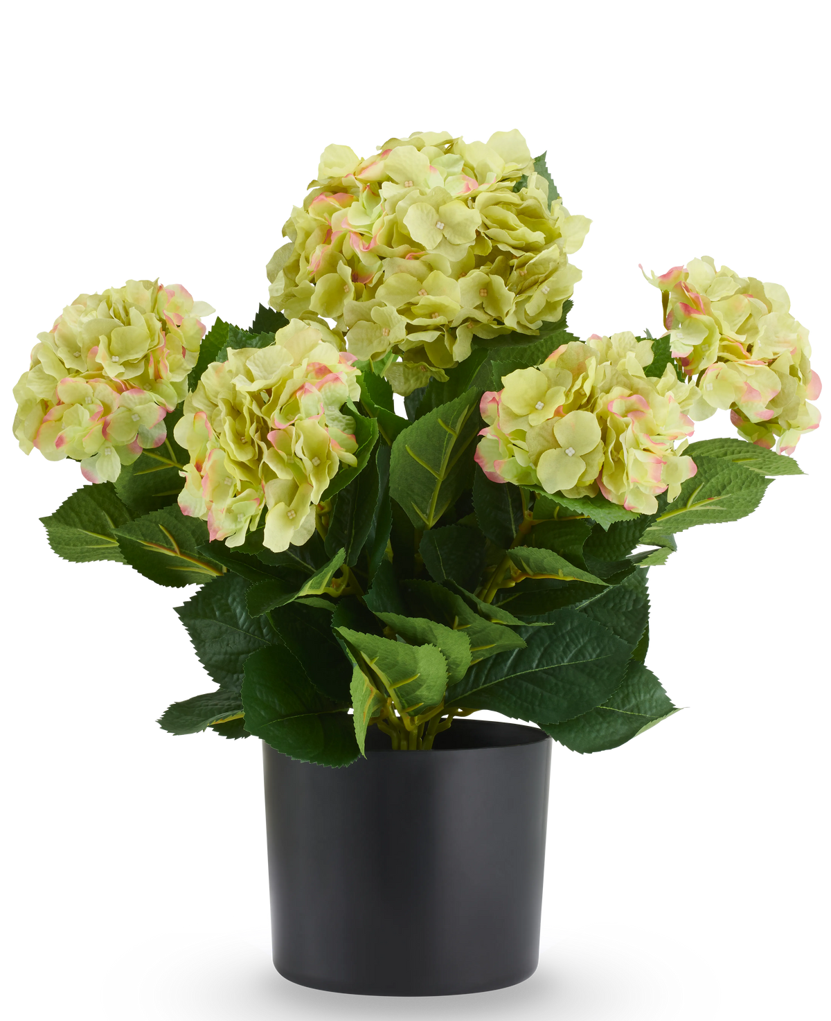 Kunstplant Hortensia UV 50 cm groen: een UV-bestendige kunstplant in een zwarte pot met lichtgroene bloemen die overgaan in roze.
