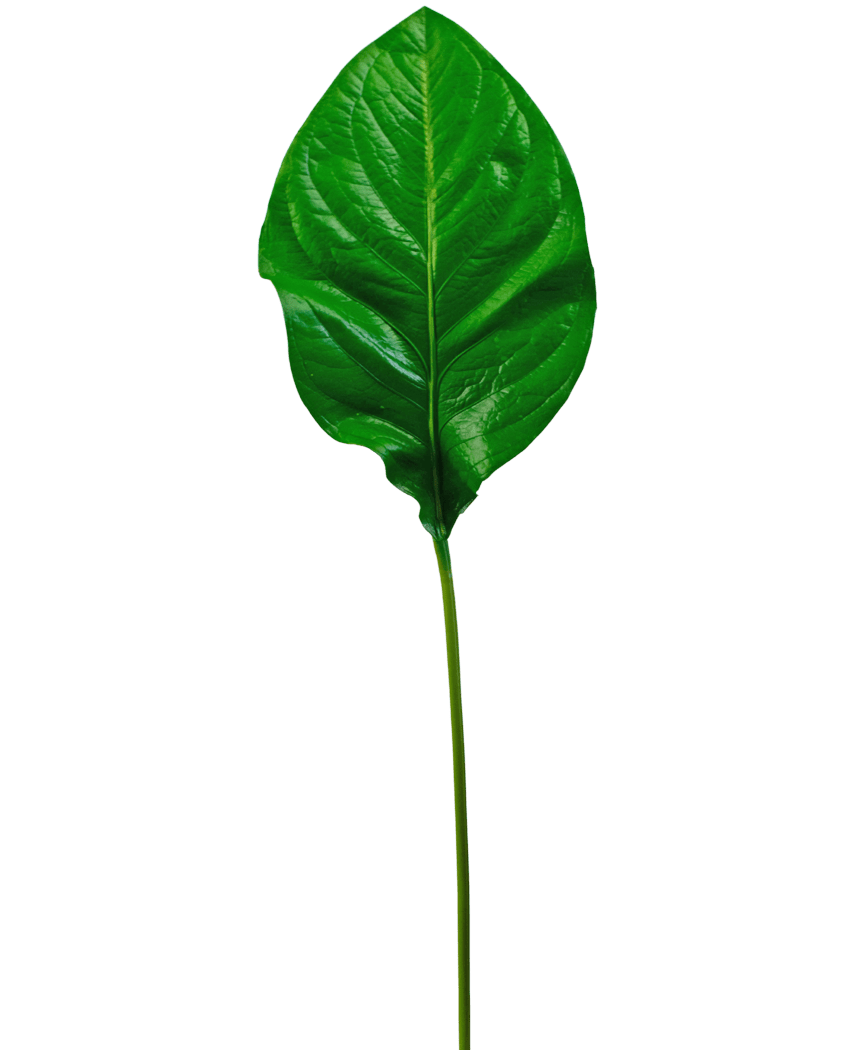 Het Kunstblad groen 90cm is een enkel, glanzend groen kunstblad met prominente nerven en een lange, slanke steel, geïsoleerd afgebeeld op een witte achtergrond.