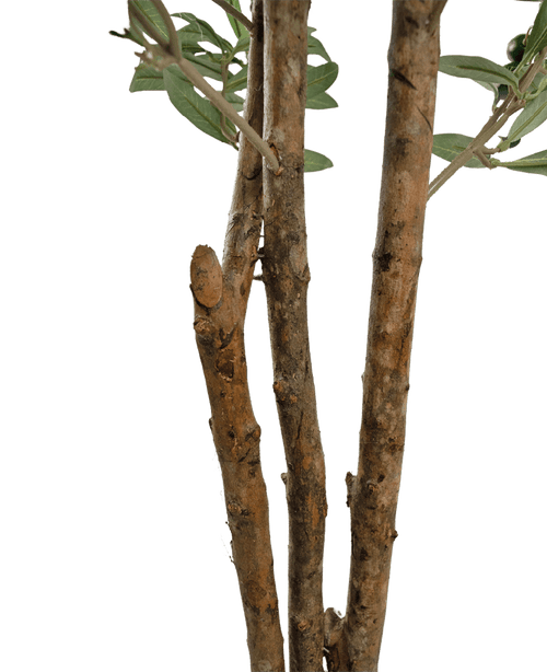 Close-up van enkele bruine boomtakken met ruwe bast en enkele groene bladeren uit de Kunst olijfboom UV 180 cm tegen een effen witte achtergrond.
