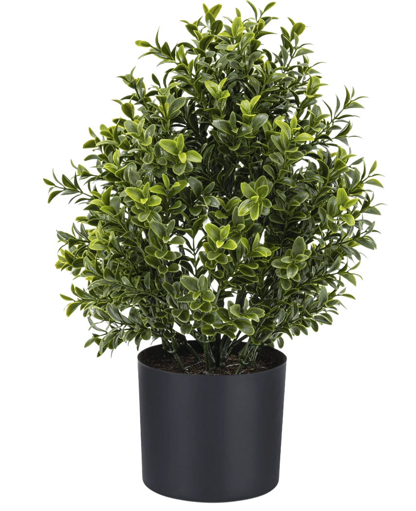 De Kunstplant Buxus Romeinse stijl UV 36cm is een compacte kunstplant in pot met dicht groen gebladerte, weergegeven in een eenvoudige zwarte ronde plantenbak tegen een effen witte achtergrond.