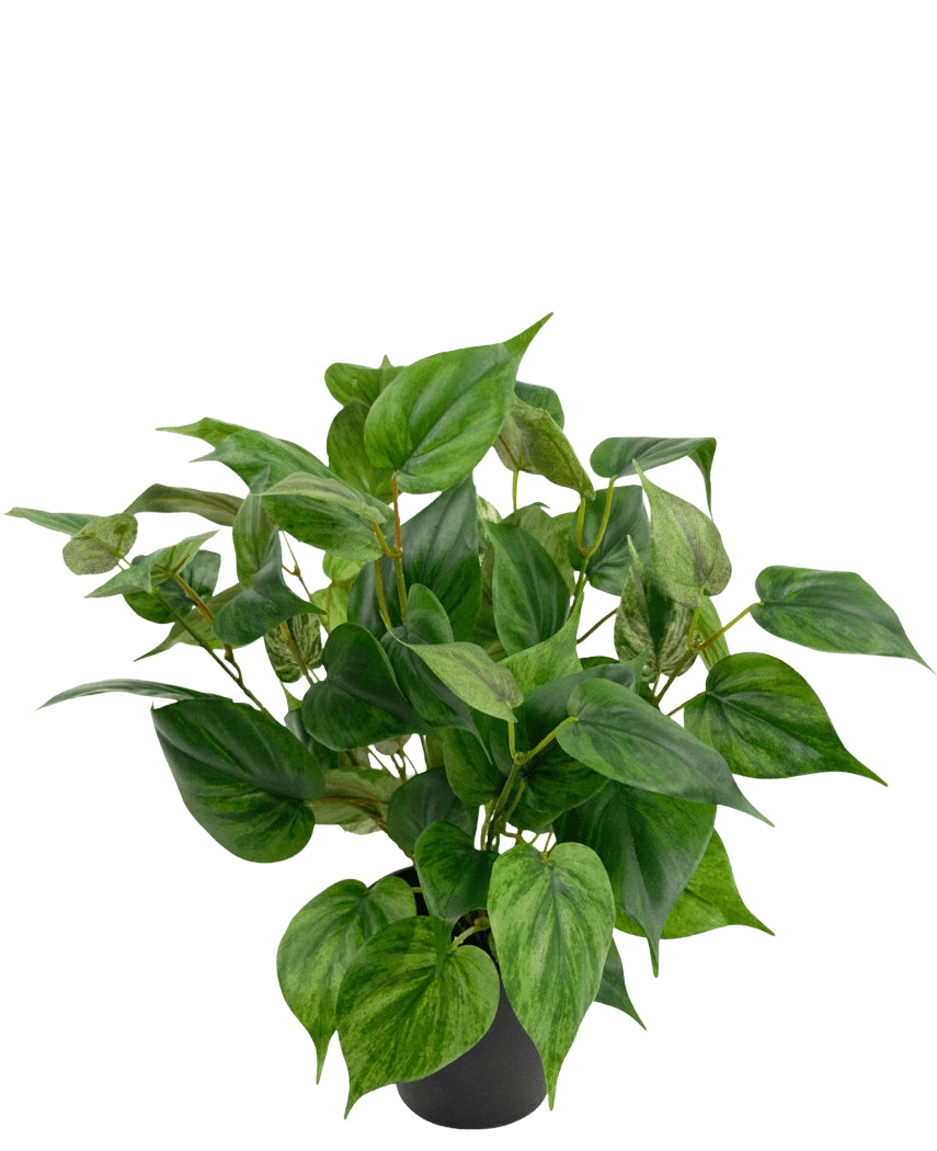 Een levendige Kunstplant Philodendron in pot 35 cm met hartvormige bladeren zit in een strakke zwarte pot, tegen een effen witte achtergrond.