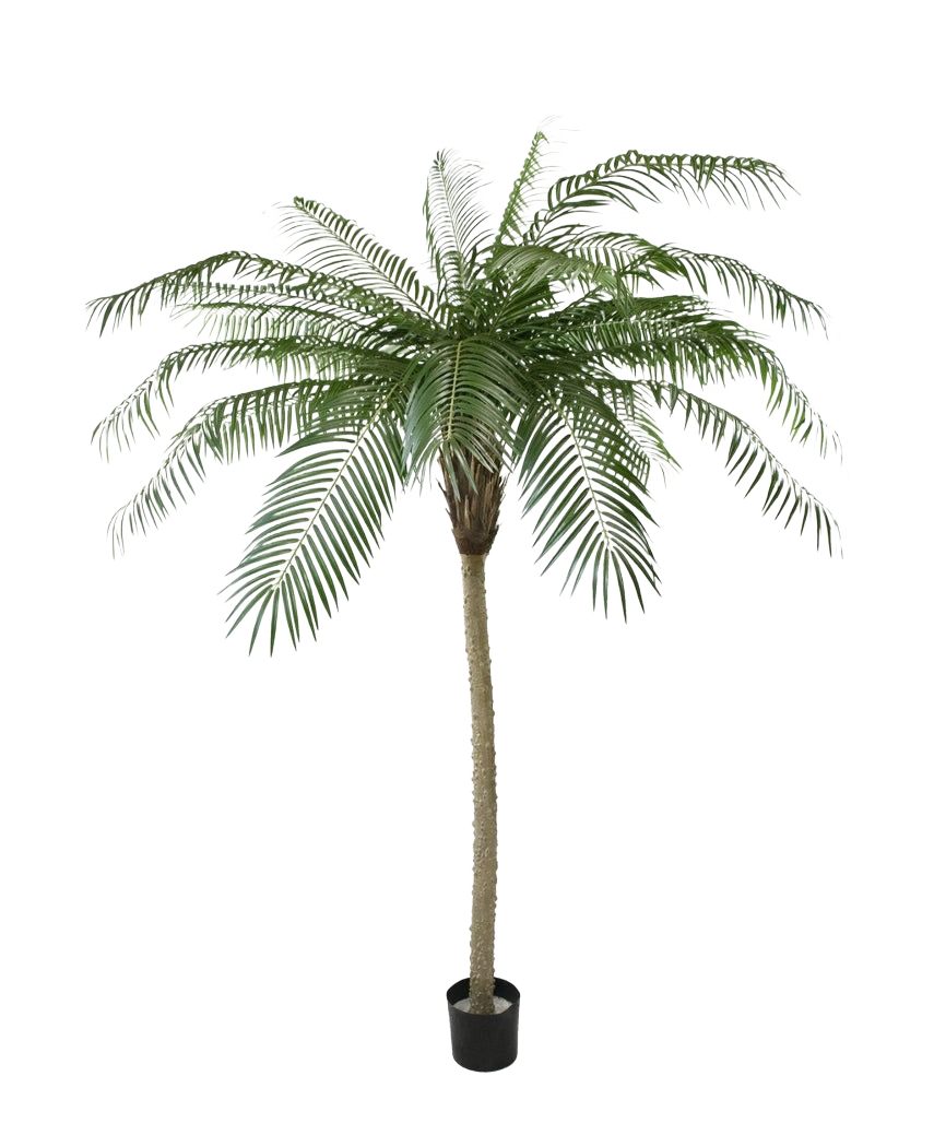 De Kunstpalm Phoenix De Luxe 210 cm heeft lange, gebogen groene bladeren en een gestructureerde stam, in een kleine zwarte pot tegen een effen witte achtergrond.