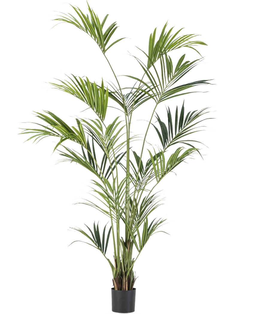 De Kunstplant Kentia Palm 210 cm is een hoge kunstpalm met lange, slanke groene bladeren op meerdere stelen, in een zwarte bak tegen een witte achtergrond.