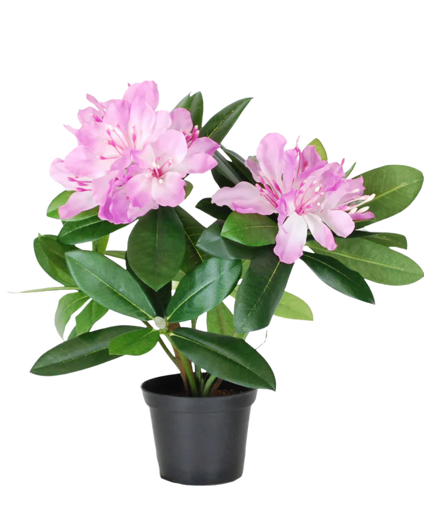 De Kunstplant Rhododendron 34 cm heeft levendige groene bladeren en trossen lichtroze bloemen in een kleine zwarte pot, tegen een effen witte achtergrond.