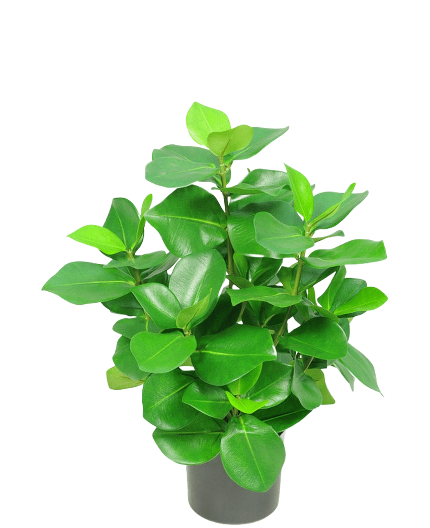 De Kunstplant Clusia 45 cm heeft dikke, glanzende, ovaalvormige groene bladeren tegen een effen witte achtergrond.