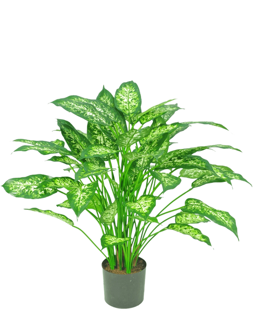 De Kunstplant Dieffenbachia 75 cm is een groene potplant met grote, puntige bladeren met lichtgroene en witte bonte schakering, afgebeeld tegen een effen witte achtergrond.