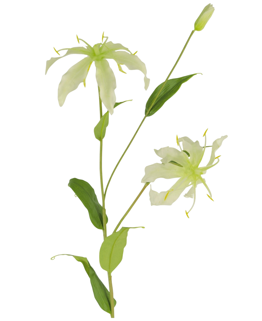 De Kunstbloem Gloriosa 81 cm wit heeft een groene steel met lange, slanke bladeren en twee lichtgroene, spinachtige bloemen met smalle, gekrulde bloemblaadjes, gele meeldraden en een gesloten knop aan de top voor een levensechte aantrekkingskracht.